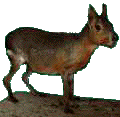 mara1.jpg