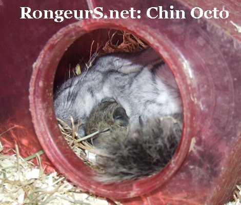 cohabitation Chinchilla Octodon