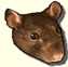 Rat
