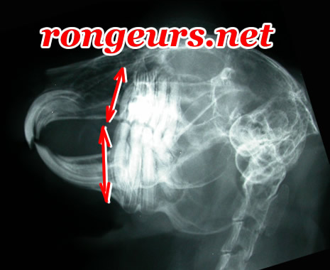 http://www.rongeurs.net/Pathologie/Images/Lp_dent_rad.jpg