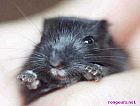 gerb2.jpg