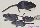 gerb4.jpg