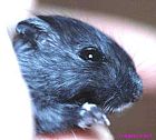 gerb7.jpg