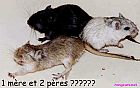 gerbille2.jpg