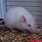 mus minusculus