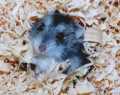 hamster nain