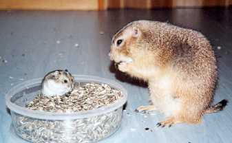 cohabitation rongeur