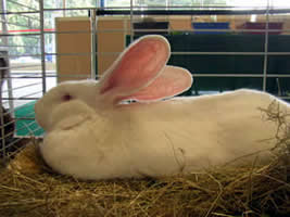 Lapin Geant des Flandres