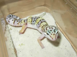 Gecko