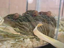 Souris Rayées